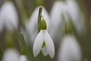 190219: Common Snowdrop, Snowdrop - flowering plants in