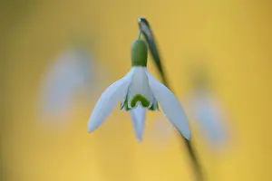 Amaryllidaceae: Common Snowdrops (Galanthus nivalis)