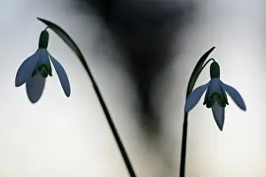 Amaryllidaceae: Common Snowdrops (Galanthus nivalis)