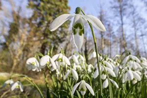 Early: Common snowdrops (Galanthus nivalis) (Chianthemu