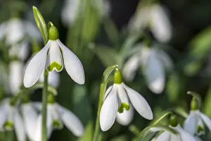 Early: Common snowdrops (Galanthus nivalis) (Chianthemu