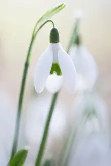 Galanthus: Common snowdrops (Galanthus nivalis) in early morning light