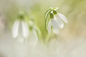 Galanthus: Some common snowdrops (Galanthus nivalis) in the sun