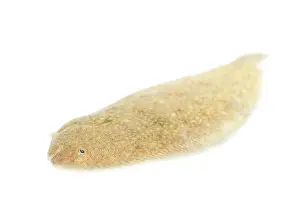 Flatfish: Common Sole