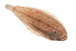 Flatfish: Common Sole