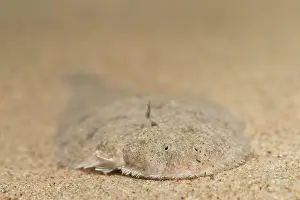 Flatfish: Common Sole