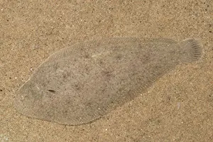Flatfish: Common Sole