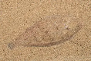 Flatfish: Common Sole