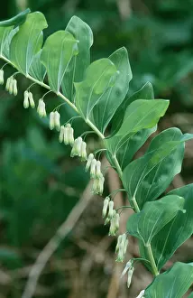 Polygonatum: Common Soloman's Seal