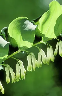 Polygonatum: Common SOLOMONIS SEAL - close-up