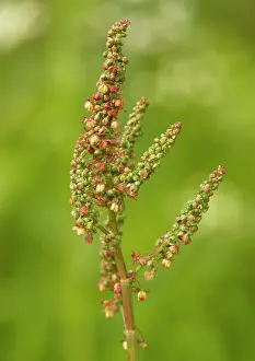 Acetosa: Common sorrel