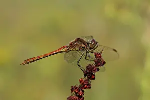 Sorrel: Common Sorrel