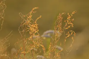 Sorrel: Common Sorrel