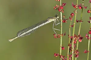 Sorrel: Common Sorrel