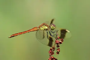 Sorrel: Common Sorrel