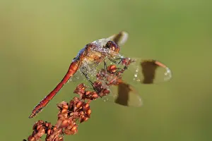 Sorrel: Common Sorrel
