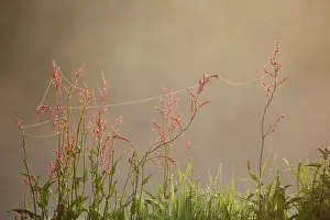 Sorrel: Common Sorrel