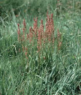 Dock: Common sorrel