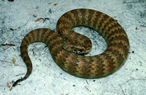 Adders: Common / Southern death adder