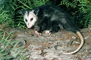 Opossum: Common / Southern OPOSSUM