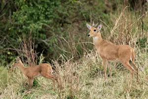 Antelopes: Common / Southern Reedbuck