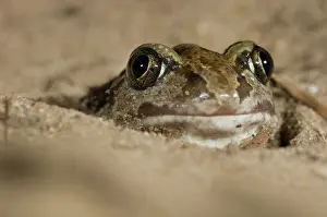 Drifting: Common Spadefoot