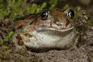 Spadefoot: Common Spadefoot