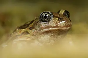 Spadefoot: Common Spadefoot