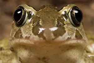 Lurch: Common Spadefoot