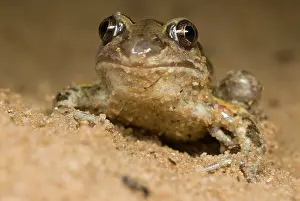 Drifting: Common Spadefoot