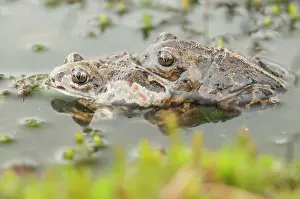 Copula: Common Spadefoot