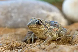 Spadefoot: Common Spadefoot