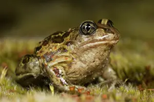 Spadefoot: Common Spadefoot