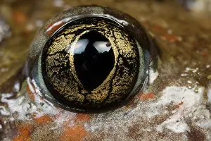 Spadefoot: Common Spadefoot
