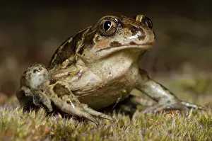 Lurch: Common Spadefoot