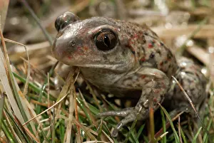 Special: Common Spadefoot