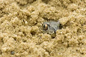 Peeking: Common Spadefoot (Pelobates fuscus) toad burrow