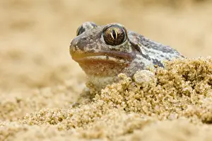 Spadefoot: Common Spadefoot (Pelobates fuscus) toad in san