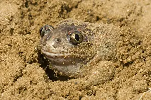 Spadefoot: Common Spadefoot (Pelobates fuscus) toad in san