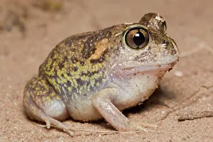 Spadefoot: Common Spadefoot Toad