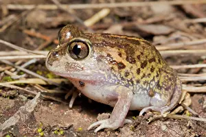 Spadefoot: Common Spadefoot Toad