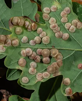 Robur: Common spangle gall, Neuroterus quercusbaccarum