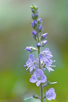 Speedwell: Common Speedwell