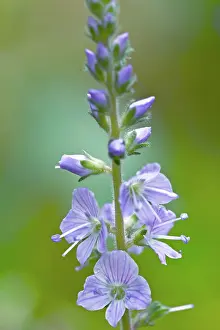 Speedwell: Common Speedwell