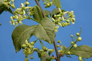 Spindle: Common Spindle Tree blooming