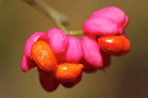 Elbe: Common spindle tree, European spindle cap, common