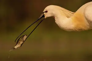 Platalea: Common spoonbill (Platalea leucorodia), Texel, Netherlands