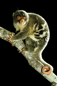 Maculatus: Common spotted cuscus (Spilocuscus maculatus )