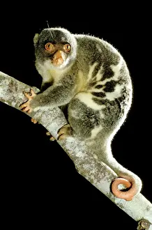 Cuscus: Common Spotted Cuscus - On tree