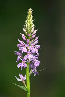 Fuchsii: Common Spotted Orchid